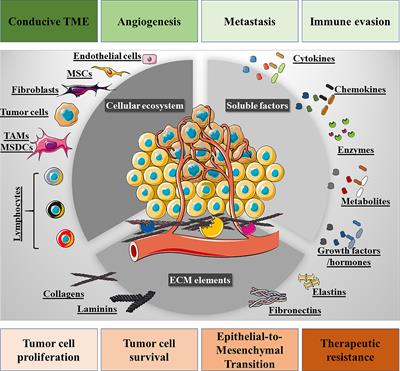 Frontiers | The Use of Iron Oxide Nanoparticles to Reprogram